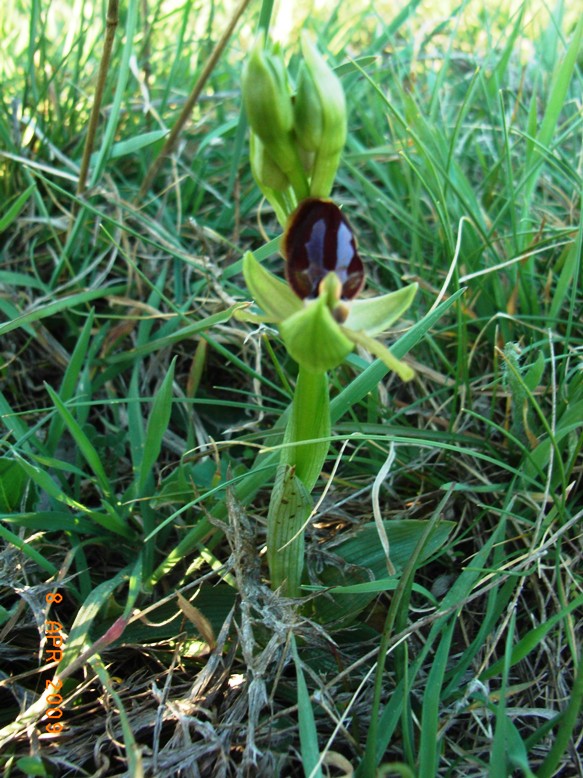 Ophrys del Gargano da ID